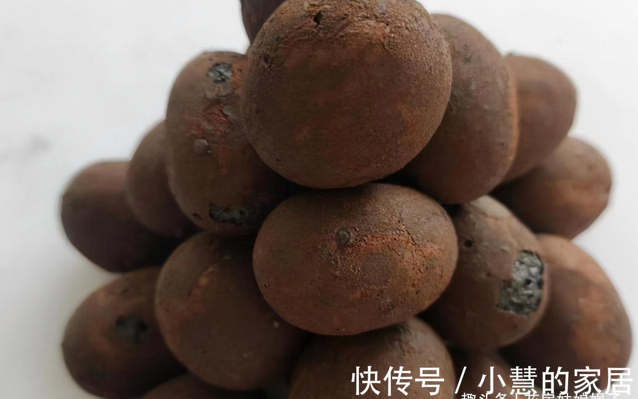 柳树皮|养好君子兰要先养好根,四种东西养根又护根,是多年经验的积累