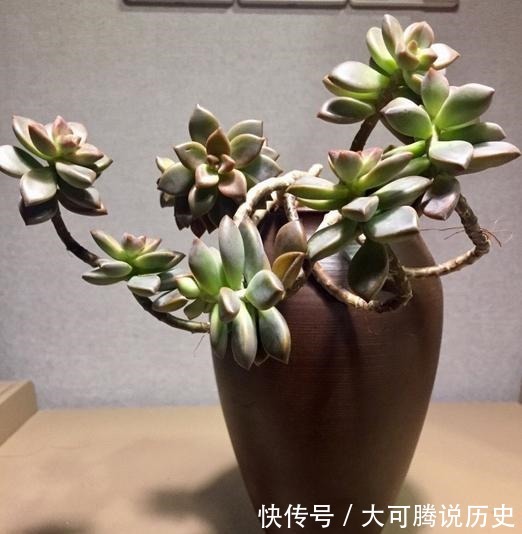 花友|养在室内的姬胧月越来越丑，果断换盆移到室外散养，半年成功逆袭！