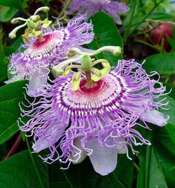 太太太漂亮了，绝对没有见过，发到群里，朋友们会爱死你的！