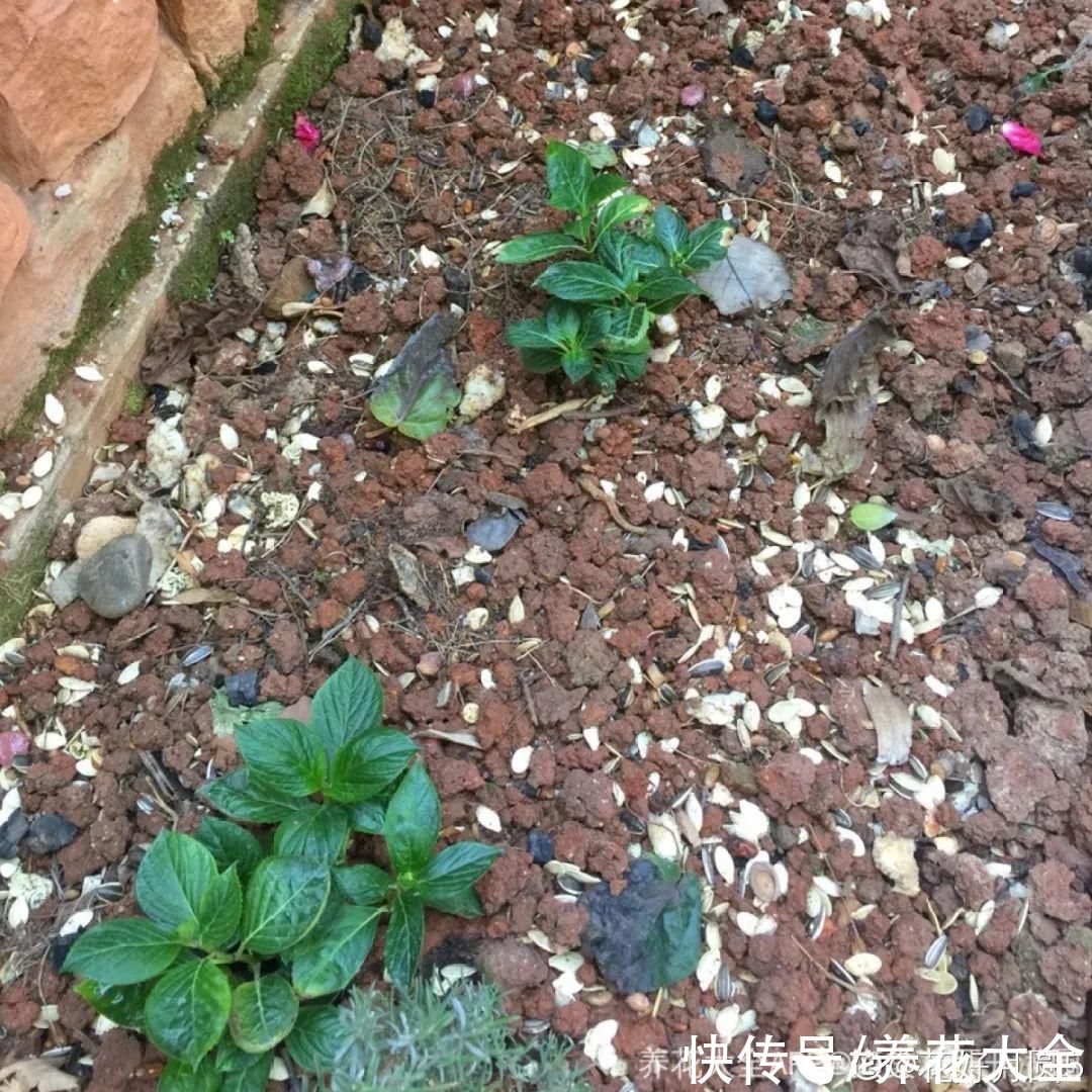 花生瓜子壳···配成营养土，给花养出“面条”根