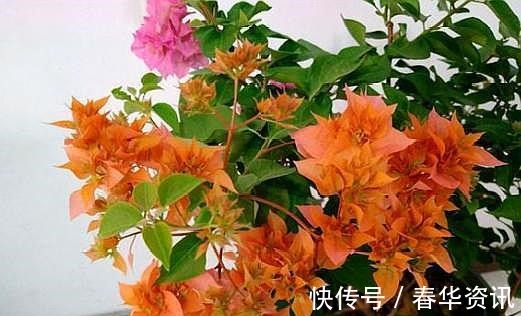 生根剂|三角梅剪下来的枝条别扔,剪一堆枝,扦插几十盆,个个枝丫乱窜