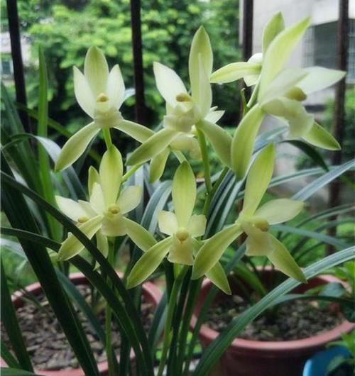 朱德素|此兰是素心“第一花”，每年可开4次，花苞又大又香，是养兰首选