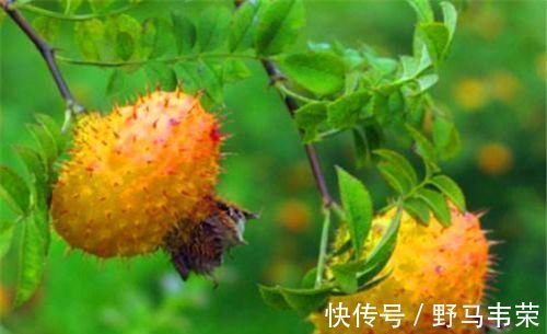 排毒养颜|会吃的人最健康,3种食物离不开,排毒养颜,有益健康!