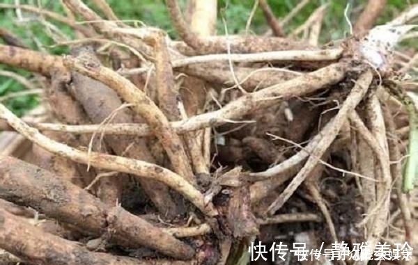 绕道|农村这种野草一身是刺，根部极为珍贵，人称蛇绕道,药用价值高