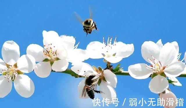 芳菲|梨花芳菲里，曼妙着美好