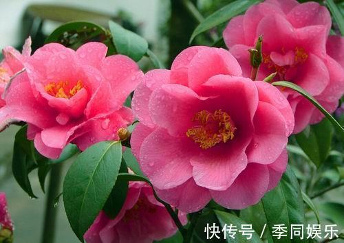 养茶花做好以下7点,叶片油亮、花朵艳丽、轻松开爆盆