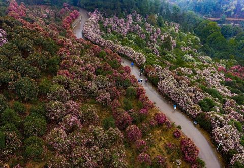 老年|湖南怀化：茶花迎春惹人醉 繁花相伴迎新春