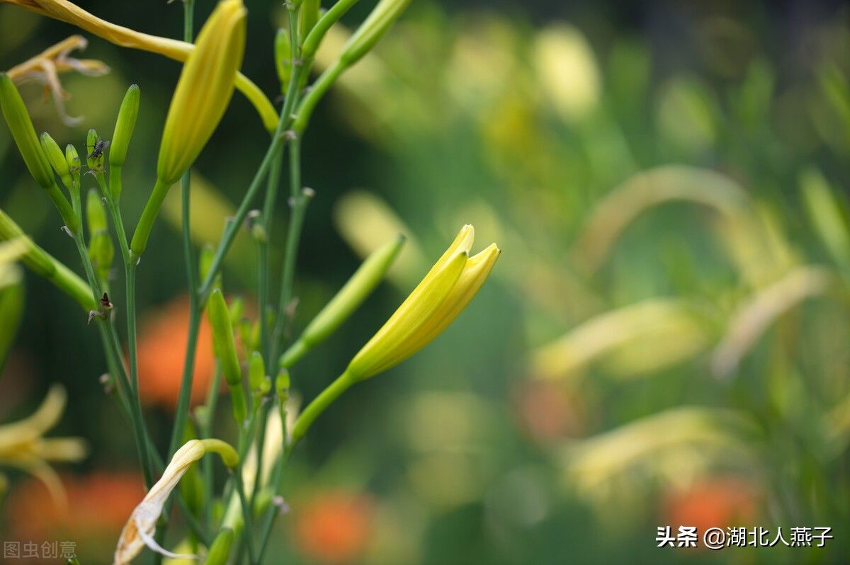 野菜|49种野菜大图片，带你见识不同的野菜和吃法，你想要的野菜这里有