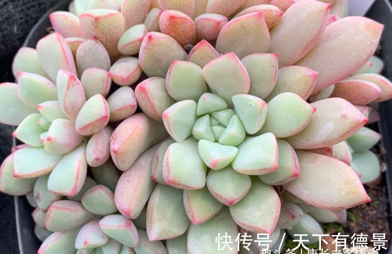 叶片|多肉蓝宝石小巧可爱,但怕晒又怕热,需要如此养护才能顺利度夏