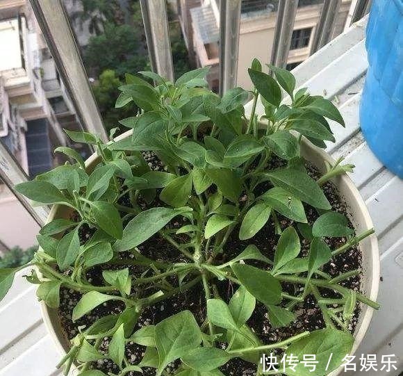 8种花现在赶紧剪,剃光头撸光叶,越狠越爆盆