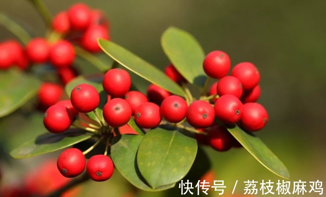 养花久了,可以栽培这6种树,培养成盆景,不仅好看,而且价值高