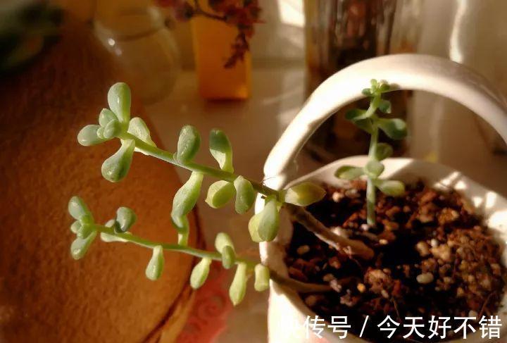 天冷了,多肉的6个求救信号,再不明白活不过冬天