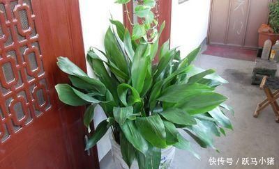 烂根|家居养花往花盆加这东西，再也不会烂根黄叶，很容易爆盆