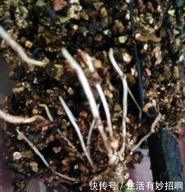 冬天能“扦插”花卉吗答案是肯定的,1个塑料瓶就行,25天生根!