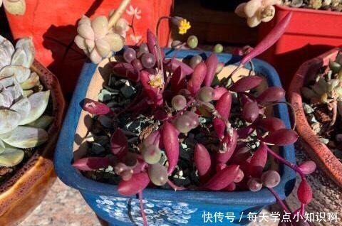 网上有人“跪求”名字的多肉植物,究竟有多美,竟有这般吸引力!