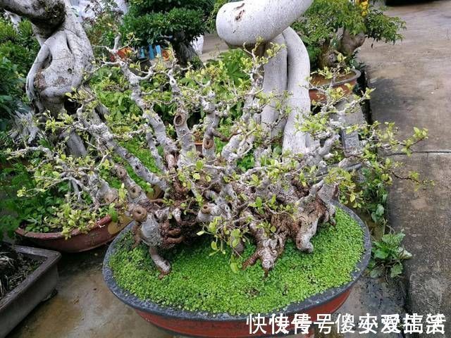 粗法|榕树盆景怎么养到根冒枝壮造型美,盆景大咖常用的3种方法