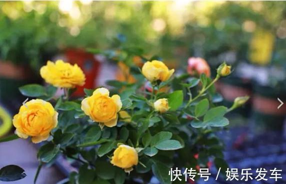 朱丽叶|打造阳台上的月季园,这10个月季品种不可少