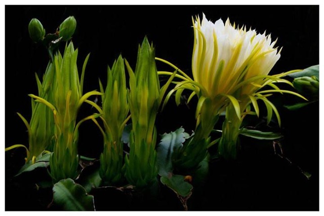 食用价值|农村的霸王花,不仅能用来观赏,还能用来煲汤请珍惜