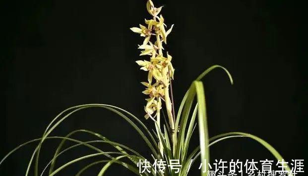 保湿|秋冬阳台养兰花,保湿是关键,可如果做错3件事,兰花喷雾会烂苗