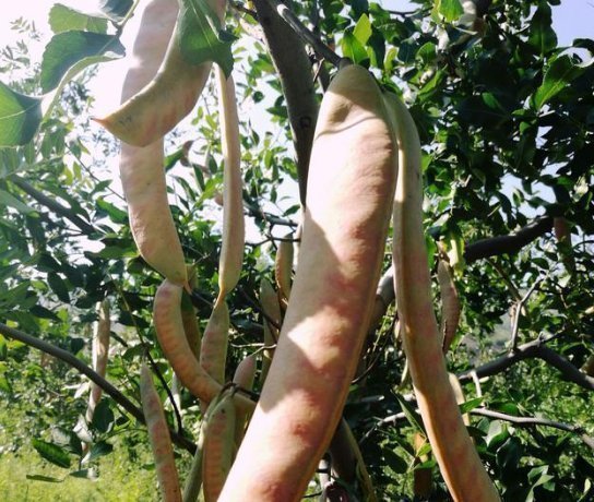 皂荚|这个树农村遍地都是,浑身都是宝,用它洗头又干净又健康