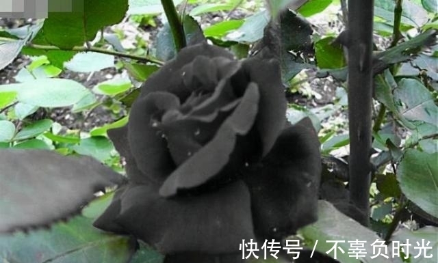 世界上最罕见的花——黑色玫瑰