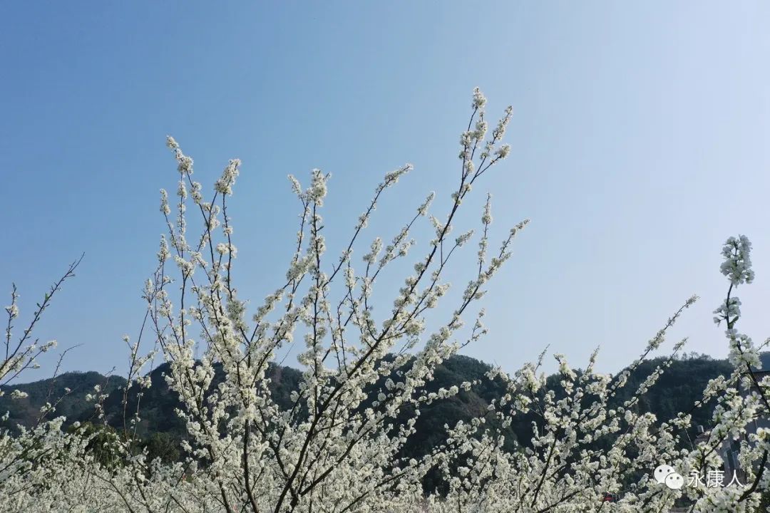 春光乍泄！永康这个村“藏”不住了！