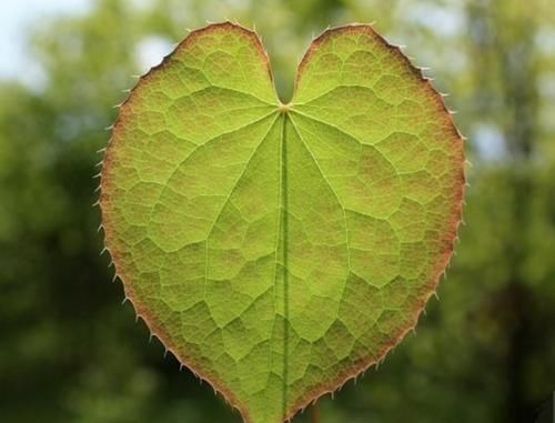答应我:若见到这种叶片长有锯齿的植物,请此刻就要重视,别错过