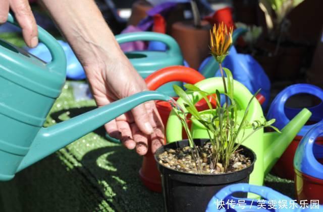 养花技巧:醋、橘子皮、小苏打用来养花,好处多!