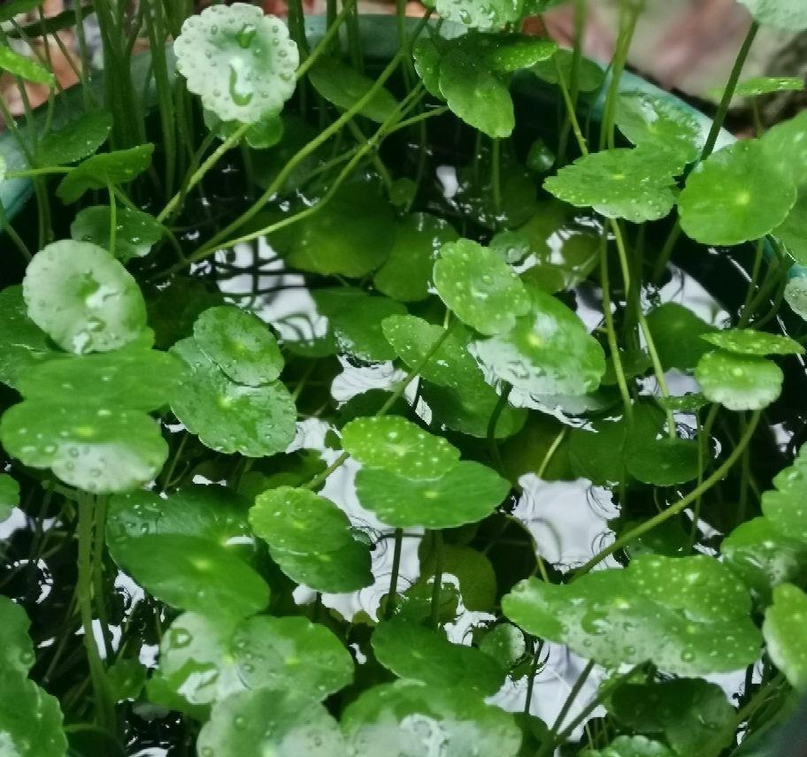 绿植|河边常见的3种草,现在都成了网红绿植,养护起来超简单