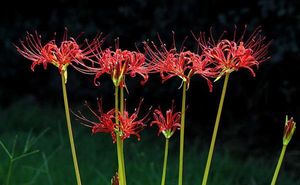 你知道彼岸花吗 听听曼珠沙华凄美的爱情传说 快资讯