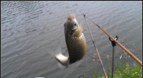 被大鲫鱼独宠的饵,老钓手都在用,大鲫鱼再贵我都不吃