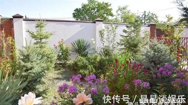 院子|它们是“庭院3宝”,有院子一定要种全,开花时让人羡慕
