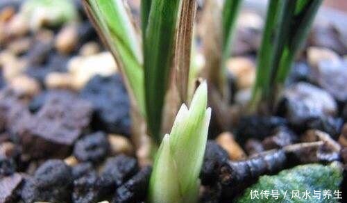 养兰花,用1个“简单方法”繁殖,一盆变3盆,盆盆开花爆盆!