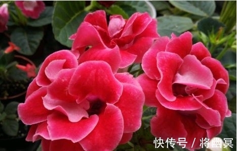 锦带花|4种花漂亮又好养,花姿妖娆,开花大又香,开出一片花海