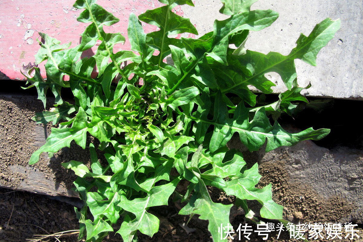 独头蒜|5种“土里长出的青霉素”,一周吃两回,杀菌又消炎,家人身体好