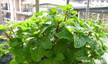 总是睡不好养这4种花,家里空气一级棒,一家老小睡得香!