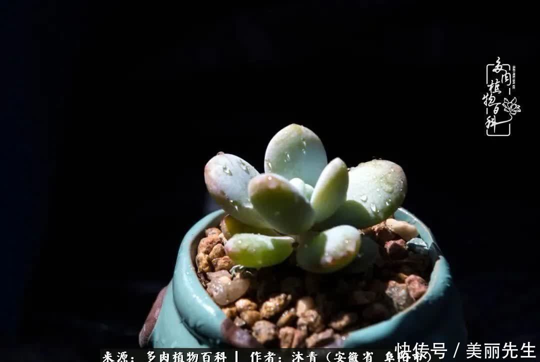 多肉——入了我的时光画卷!