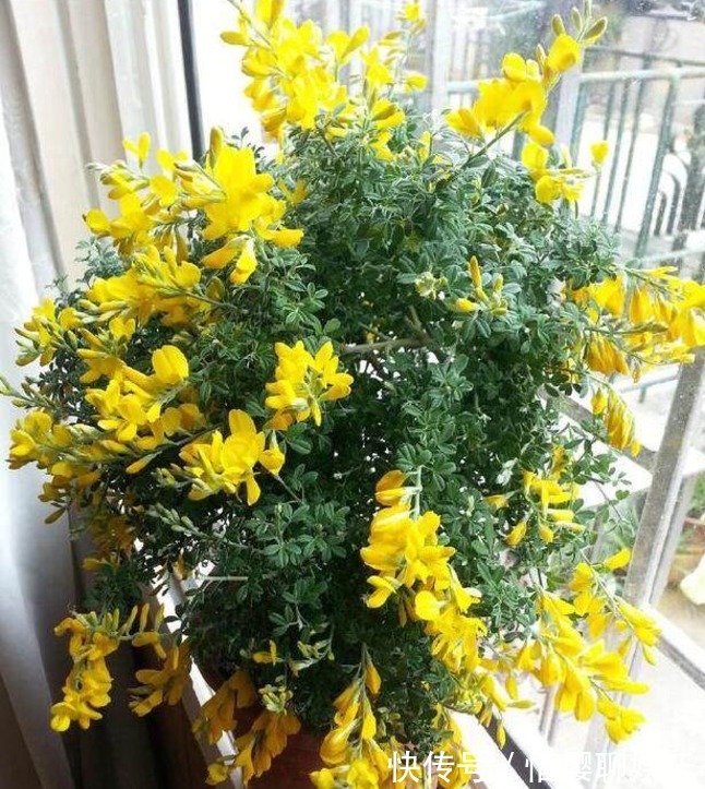 植物|两种较为少见的植物花卉，夏季的宠儿，家中养些，花开爆满阳台！