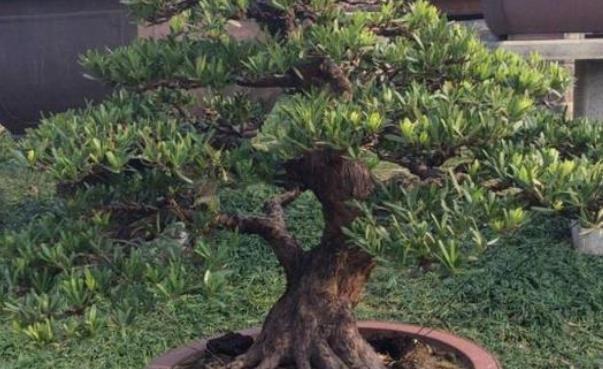 都说这种树很贵,剪根枝条插土里,竟然不到半年能成盆栽