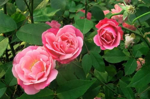 养花试试这几款，花色多样，耐人欣赏,满室飘香