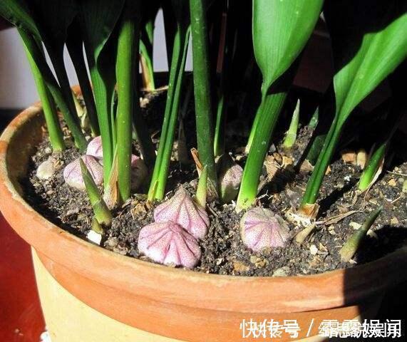 养花|养花换盆换一盆死一棵教你一招,换盆依然长势旺盛猛开花!