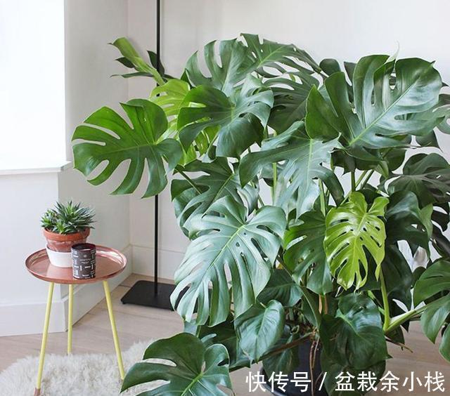 今年流行的7种“观赏花”,家里养一盆,大气又吉利