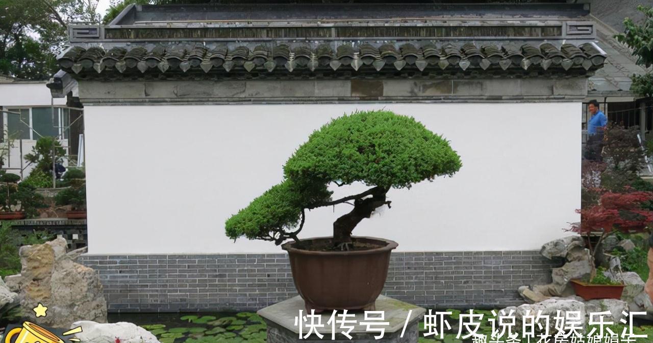 缺铁|养花出现缺铁性黄叶,一定要谨记5点,做到“5注意”,才能长势旺