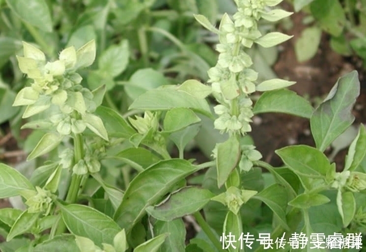 小白|这种野菜在农村很常见,日本人开价一斤30元都不卖,你们吃过吗