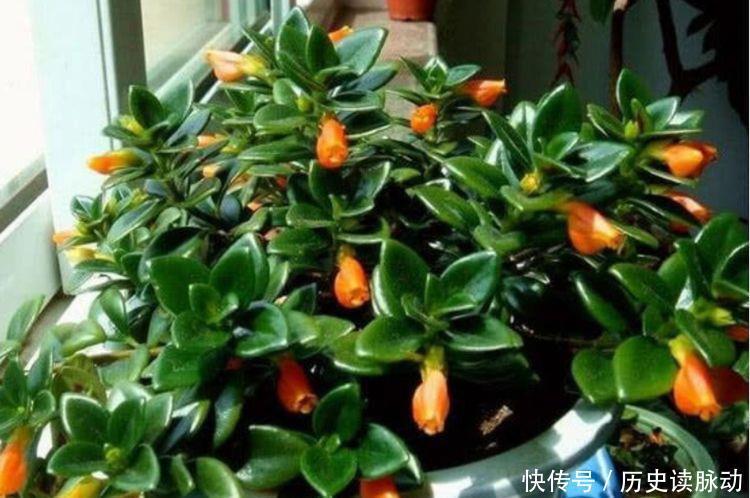 适合新手养护的几款花卉,沾土就活,招财纳福寓意好