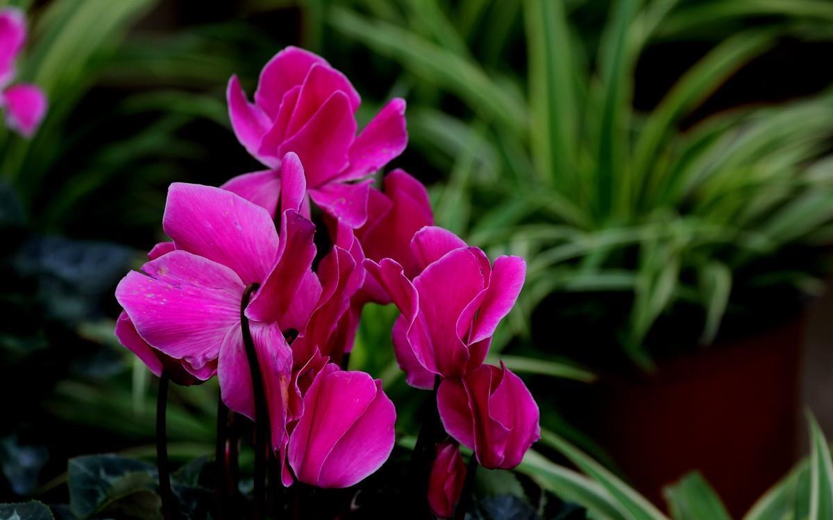 冬天是仙客来的盛花期,不开花,是由3个原因引起的