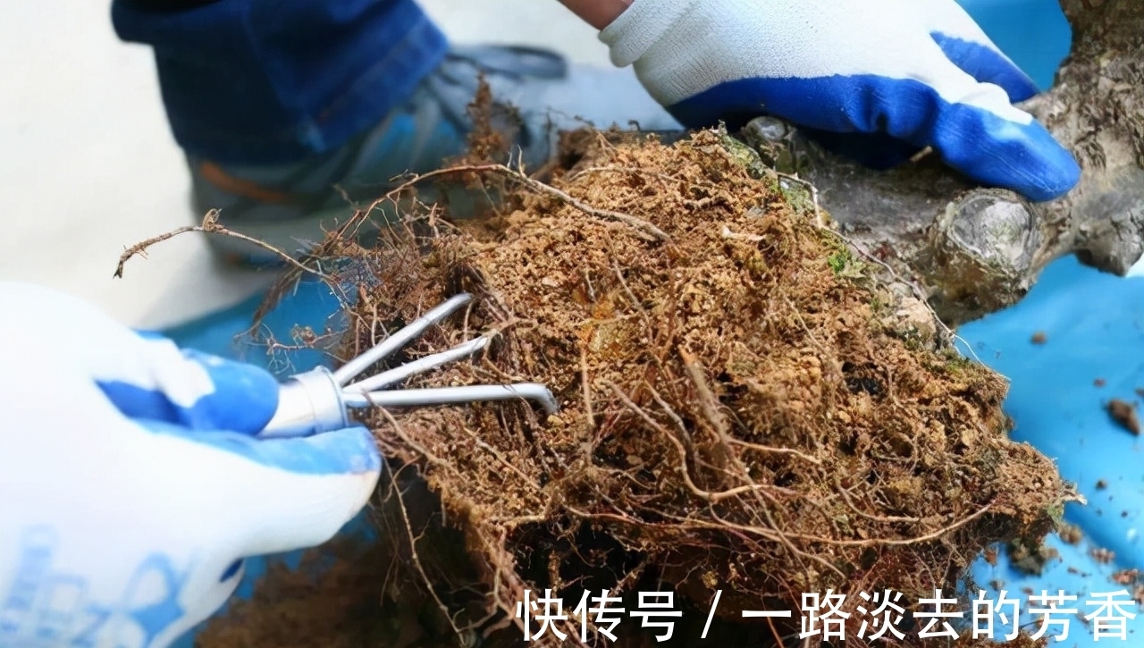 盆栽|怎样知道花卉要翻盆了?有5个表现就要注意,否则会严重影响生长