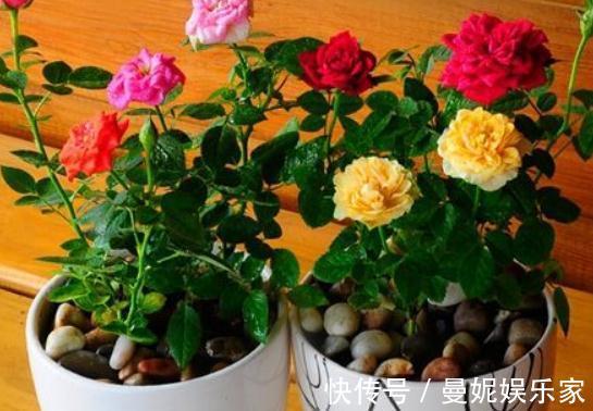 玫瑰|盆栽玫瑰“不要慌”,土里放点“它”,花开满枝大又多