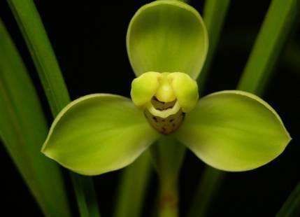 最全的兰花大鉴赏,看看你都见过几种兰花!