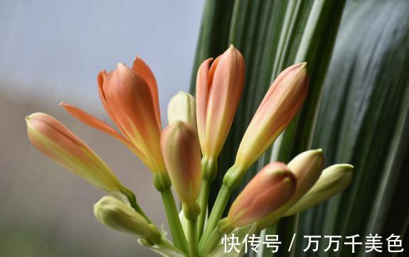花盆越小开花越好的“皮实”花,塞进小花盆里,好养又好看